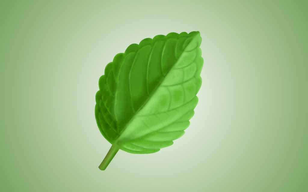 green leaf illustrating eco-friendly practices