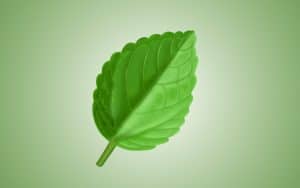 green leaf illustrating eco-friendly practices